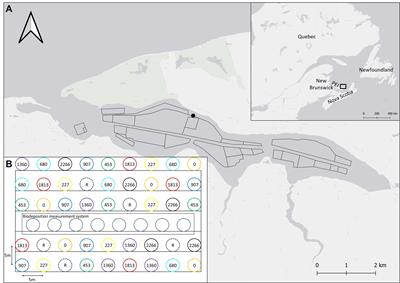 Benthic responses to organic enrichment under a mussel (Mytilus edulis) farm